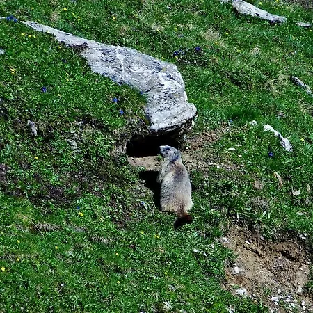 Vendégház Gasthof Alpenrose Spiss