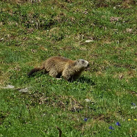 Gasthof Alpenrose 3* Spiss